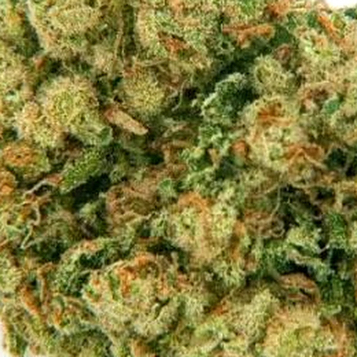 CBD FLOWER - Amnesia 20%