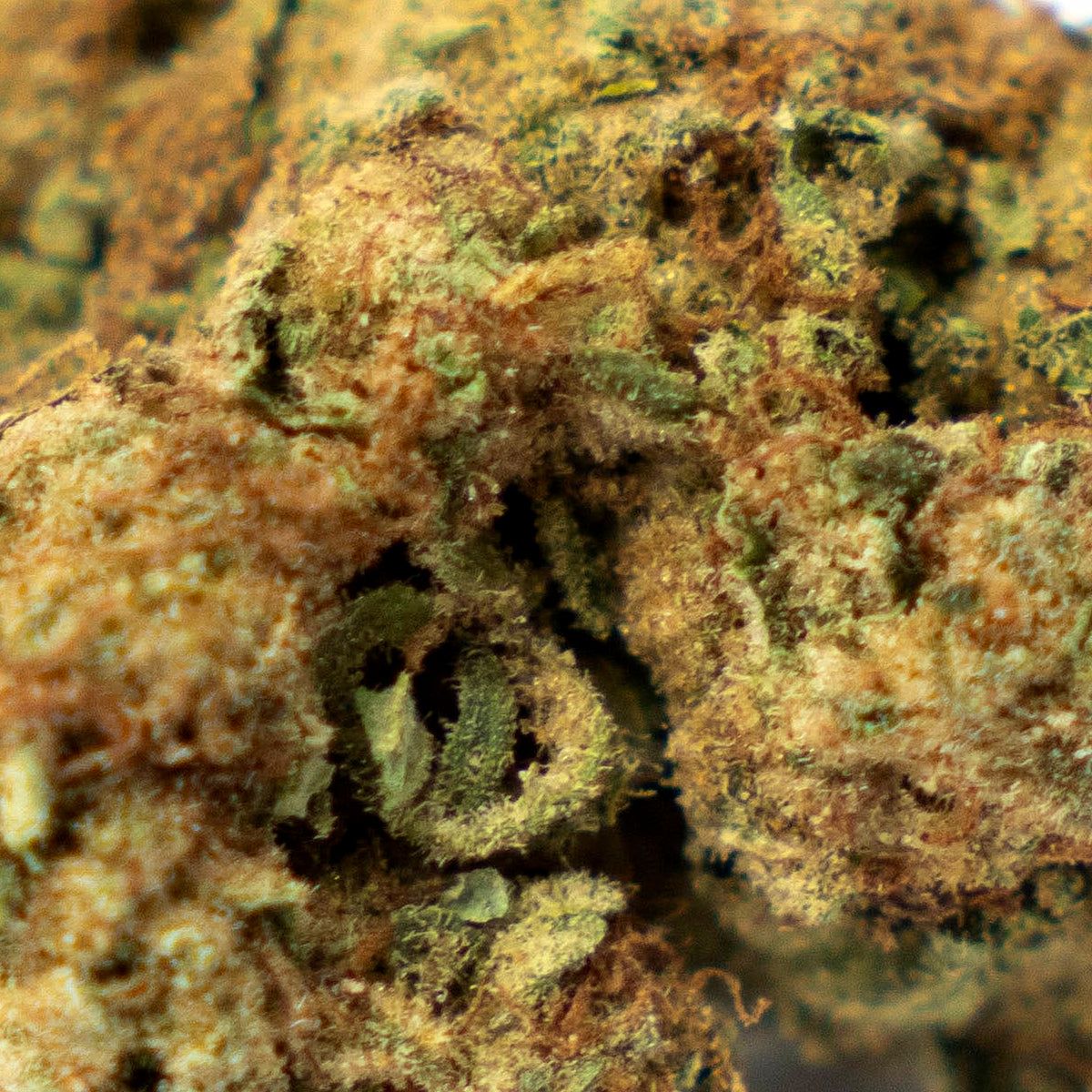 THCA FLOWERS – BLUEBERRY MUFFIN 23% | NATURALLY GROWN