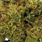THCA FLOWERS - HASH BURGER 24%| NATURALLY GROWN