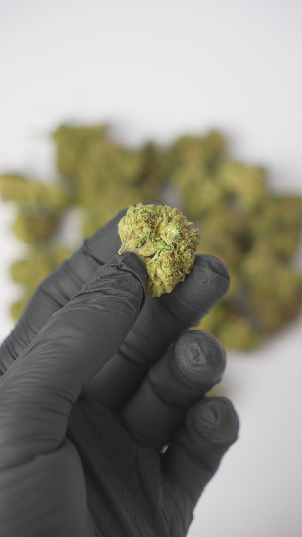THCA FLOWERS - BLUEBERRY MUFFIN 23% (MEDICAL GRADE)