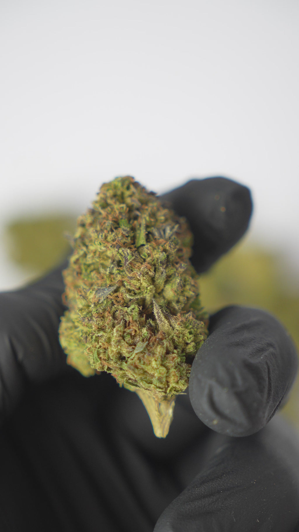 THCA FLOWERS - ICE CREAM CAKE 24% (MEDICAL GRADE)