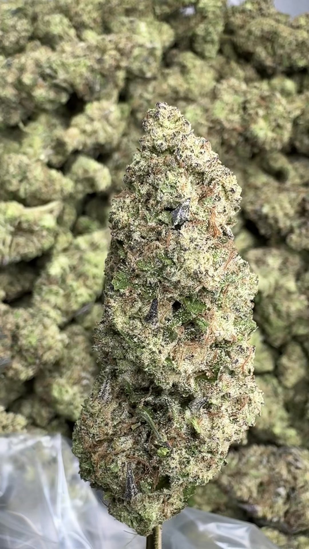 THCA FLOWERS - HASH BURGER 24% (MEDICAL GRADE)